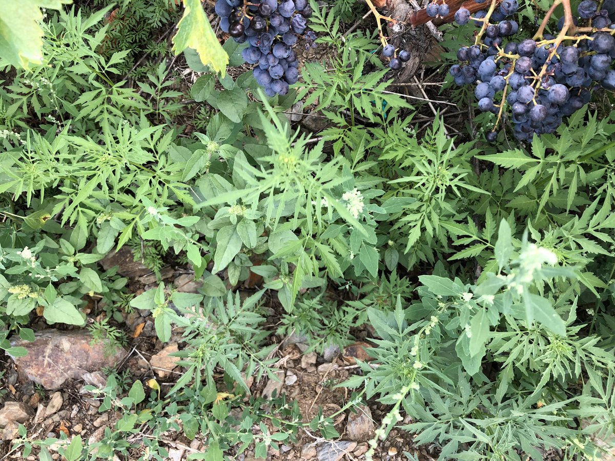 TeiaG2012's tweet photo. Quatre gotes i tot torna verd… infestació de #bidents de vinya i #blets. #Bidens subalternans #Chenopodium album, #Amaranthus retroflexus. https://t.co/XAy66woS9c