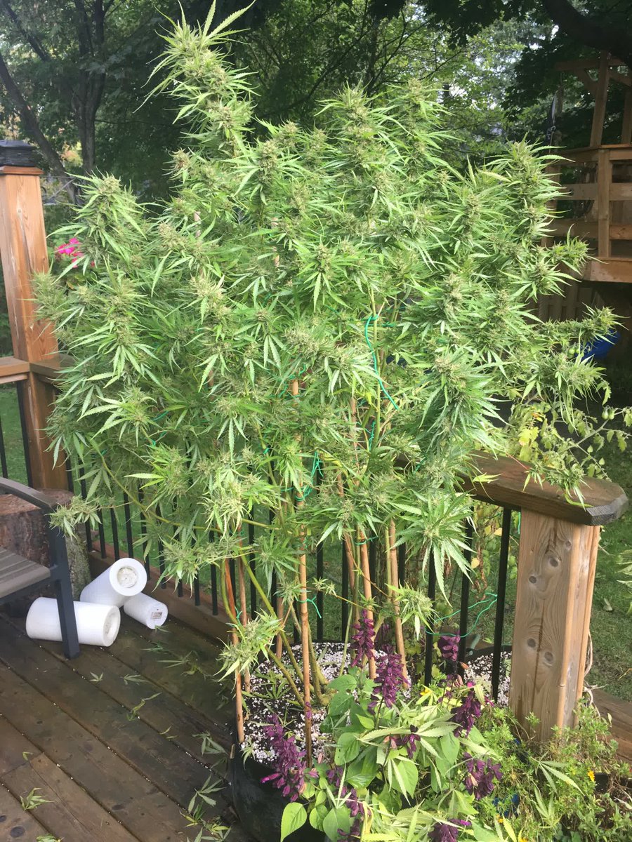 spliffseeds's tweet photo. Spliff's Strawberry ๐
๐ธ:thebudwhisperer
๐ท:#spliffsstrawberry
๐ฉ๐พ:#spliffseeds
๐:https://t.co/rwrJ03YeKH https://t.co/rdGFh4dovj