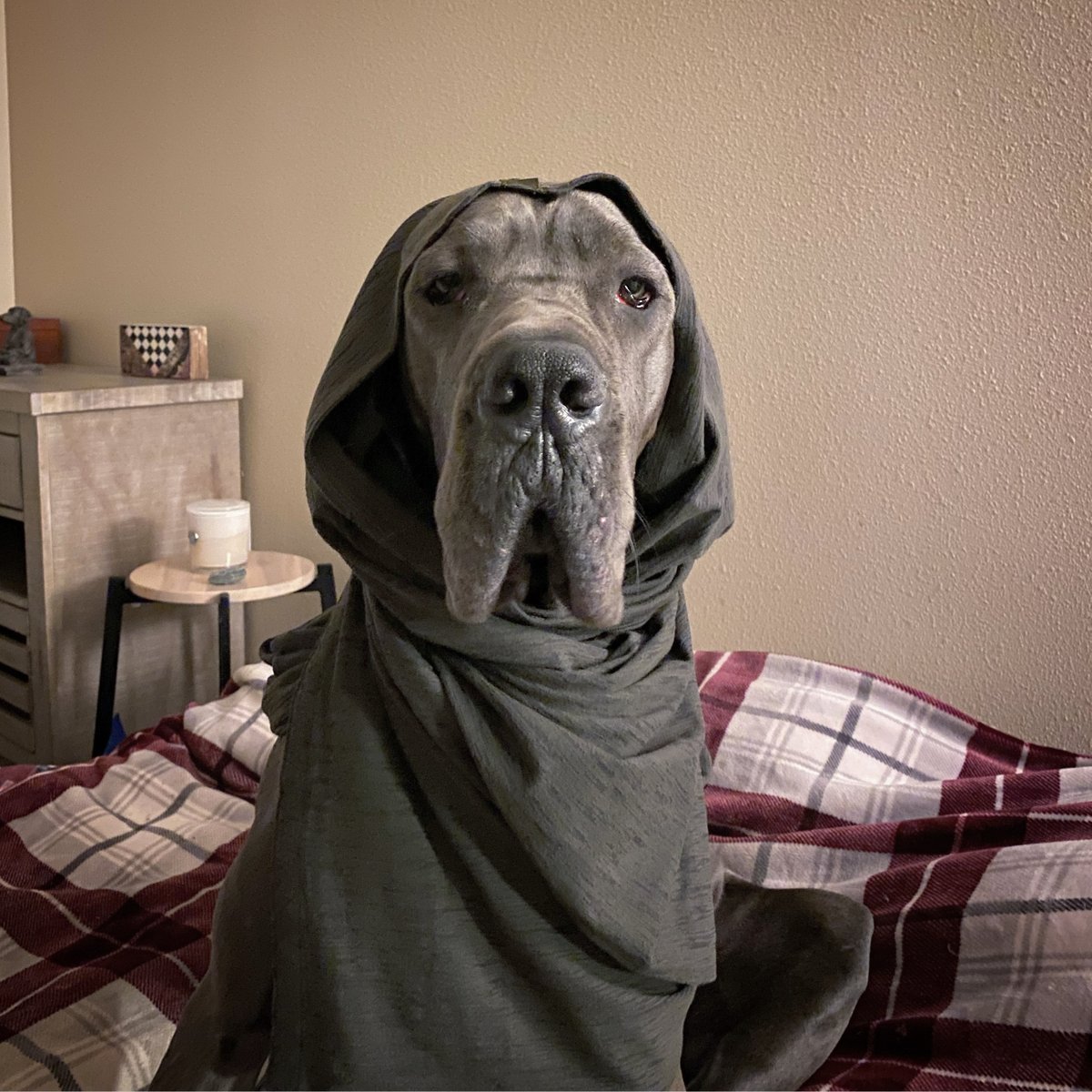 Morgan Mastiff tweet media