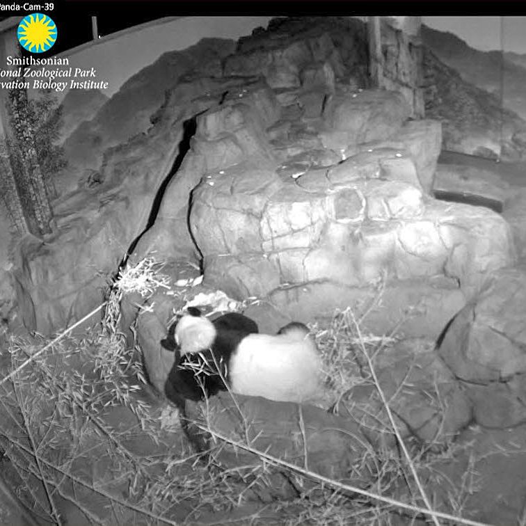 PookieDigi4Ever's tweet photo. It's a quiet night at the panda house @NationalZoo #PandaStory #chunkbear #LikeMotherLikeSon https://t.co/Nx4N3ZleRH