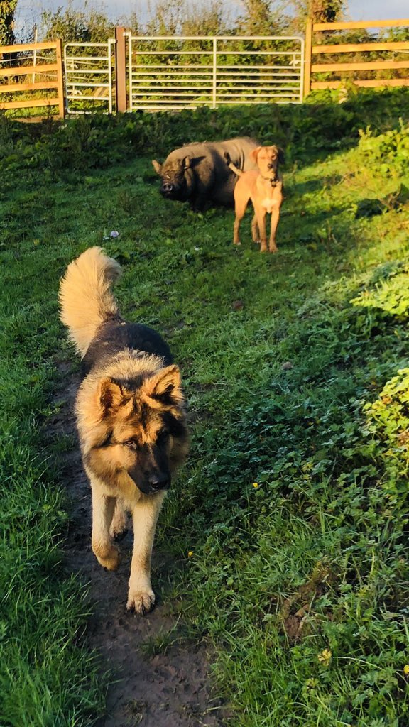 catlowry54's tweet photo. #morningmeetup here for a walk. Animals have their rituals too.#Goodmorning &amp; hopefully rain rain will stay away 😊💕 https://t.co/ePReHnw7UV