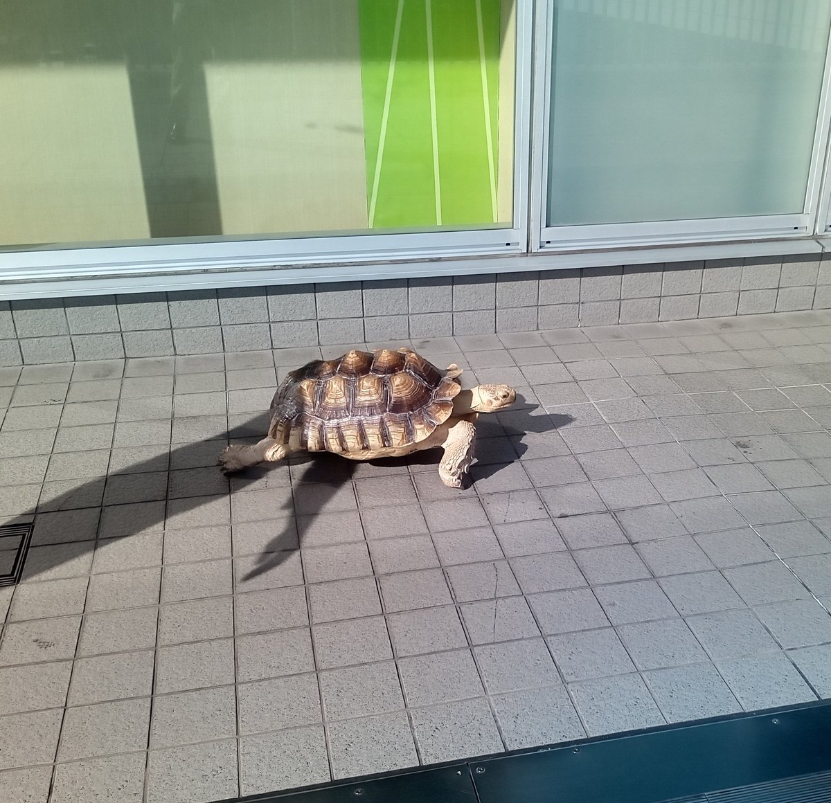 ATACT_613's tweet photo. 駅前でケヅメリクガメが散歩してた
駅ビルの猫カフェで飼ってるらしい https://t.co/9YU17VrplI