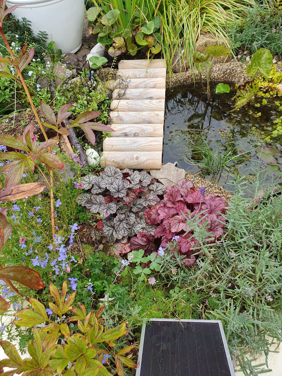 thatcutekitty's tweet photo. @BBCBreakfast We added a second pond. this year. Now have 5 frogs and atleast 2 newts. Oh and a woodpile to feed the amphibians. Plus broken pot shelters fot them. https://t.co/6GENhNIoyl