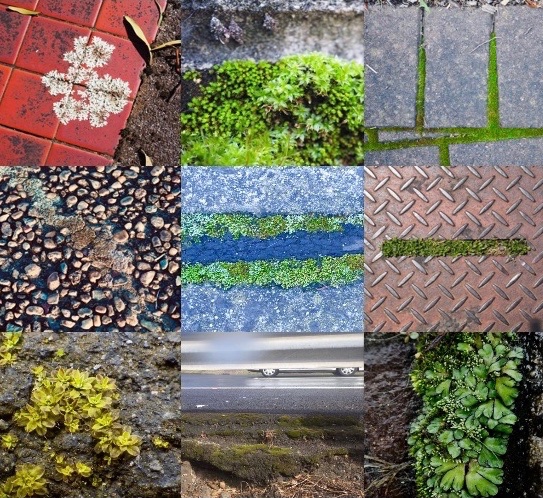 alisonhaynes1's tweet photo. #abstractaccepted for #ESA2021 in November: *Where's the moss? Mapping urban moss to understand the challenges of city life for plants*. I've got the photos! Now to get working on those maps ....
#dailymossphoto
#lockdown day 95
#moss #urbanmoss #bryophytes #sustainable #greening https://t.co/dfrfDqn6AJ