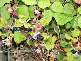 Today is #Michaelmas and marks the day that celebrates At Michael, arch angel and protector from the dark. It is said that he hurled Lucifer down from heaven &amp; Lucifer landed on a blackberry bush, henceforth, it's recommended you don't eat them after this day as they are tainted.