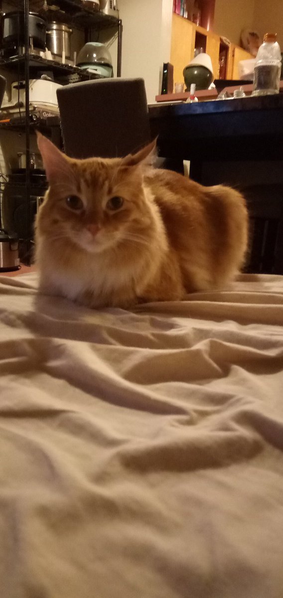 //OOC// 

Have a cat ;)