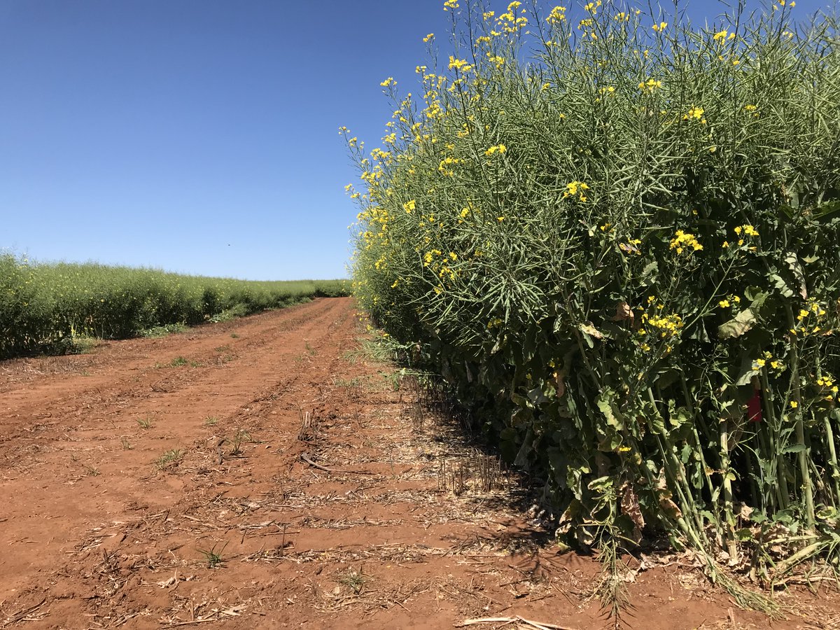 We’ll need an electric fence to keep the Bolgart NVT Canola trial in the paddock if it doesn’t stop growing! @AgingAgro @LivingFarm