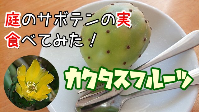 いつの間にか62歳 当年とって68歳 庭のサボテンの 実 食べてみた ｷ ﾟdﾟ ｷ Upしました 庭で育てている ウチワサボテン に 今年 初めて花が咲きました 種が採れるかと思い調べてみたら なんと 実が 食べられる