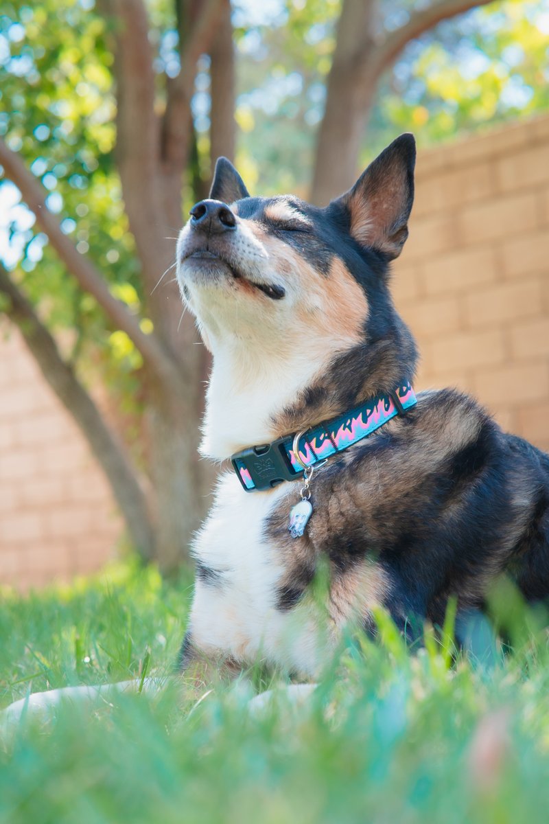 BitsPhotography's tweet photo. When your pet gets a new collar they love. Got the @pawsonify Mad Burnish collar w/ Lio Charm~ @KunoichiShea 's Lovie looks heccin stylish and the pink/blue pop on her 💗💙
#pawsonify #promare #promarelio #liofotia #madburnish https://t.co/d0cD5I7HZE