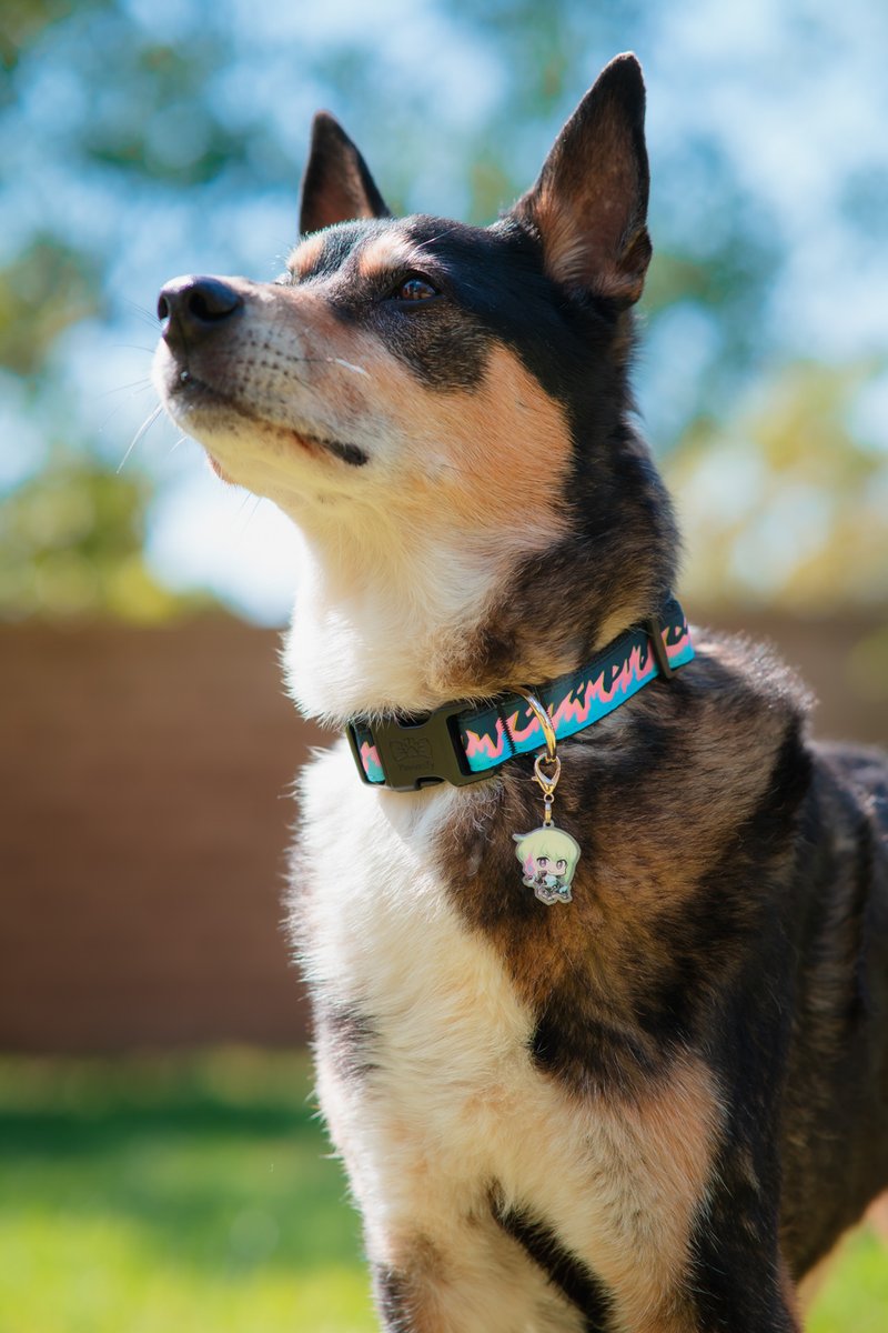 BitsPhotography's tweet photo. When your pet gets a new collar they love. Got the @pawsonify Mad Burnish collar w/ Lio Charm~ @KunoichiShea 's Lovie looks heccin stylish and the pink/blue pop on her 💗💙
#pawsonify #promare #promarelio #liofotia #madburnish https://t.co/d0cD5I7HZE