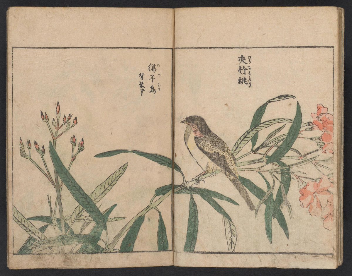 ArtBrowsing's tweet image. Kachō shashin zui (1805) archive.org/stream/kachoys…