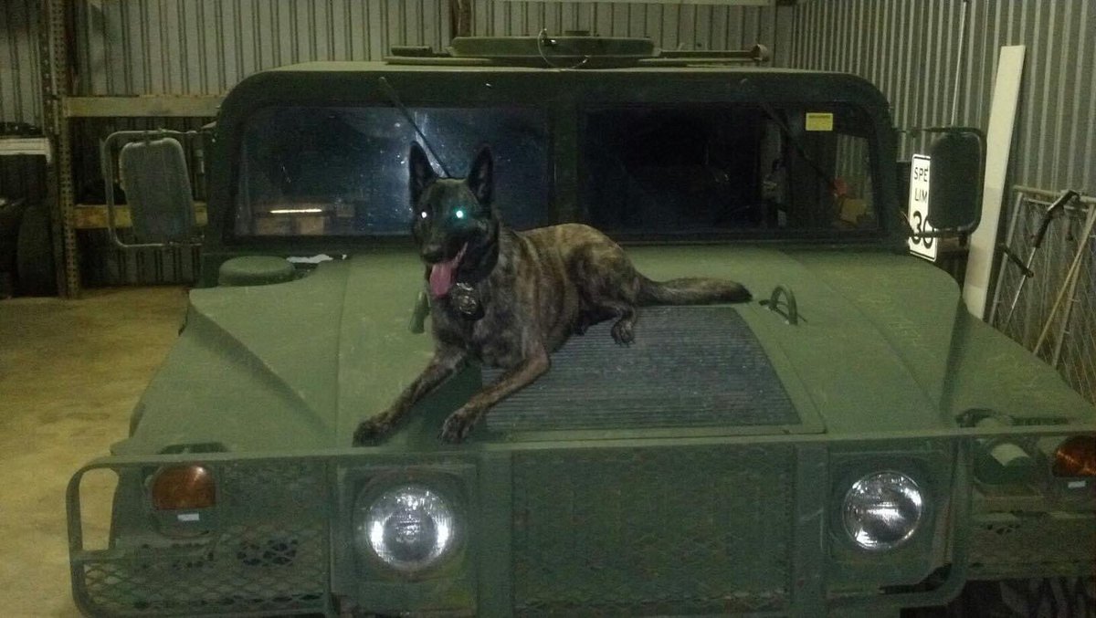 K9AddiMemorial's tweet photo. Remembering K-9 Addi on the fourth anniversary of her end of watch date.   K-9 Addi EOW September 29, 2017. #K9 #EOW #K9LeadsTheWay https://t.co/UbzoXkLX1o