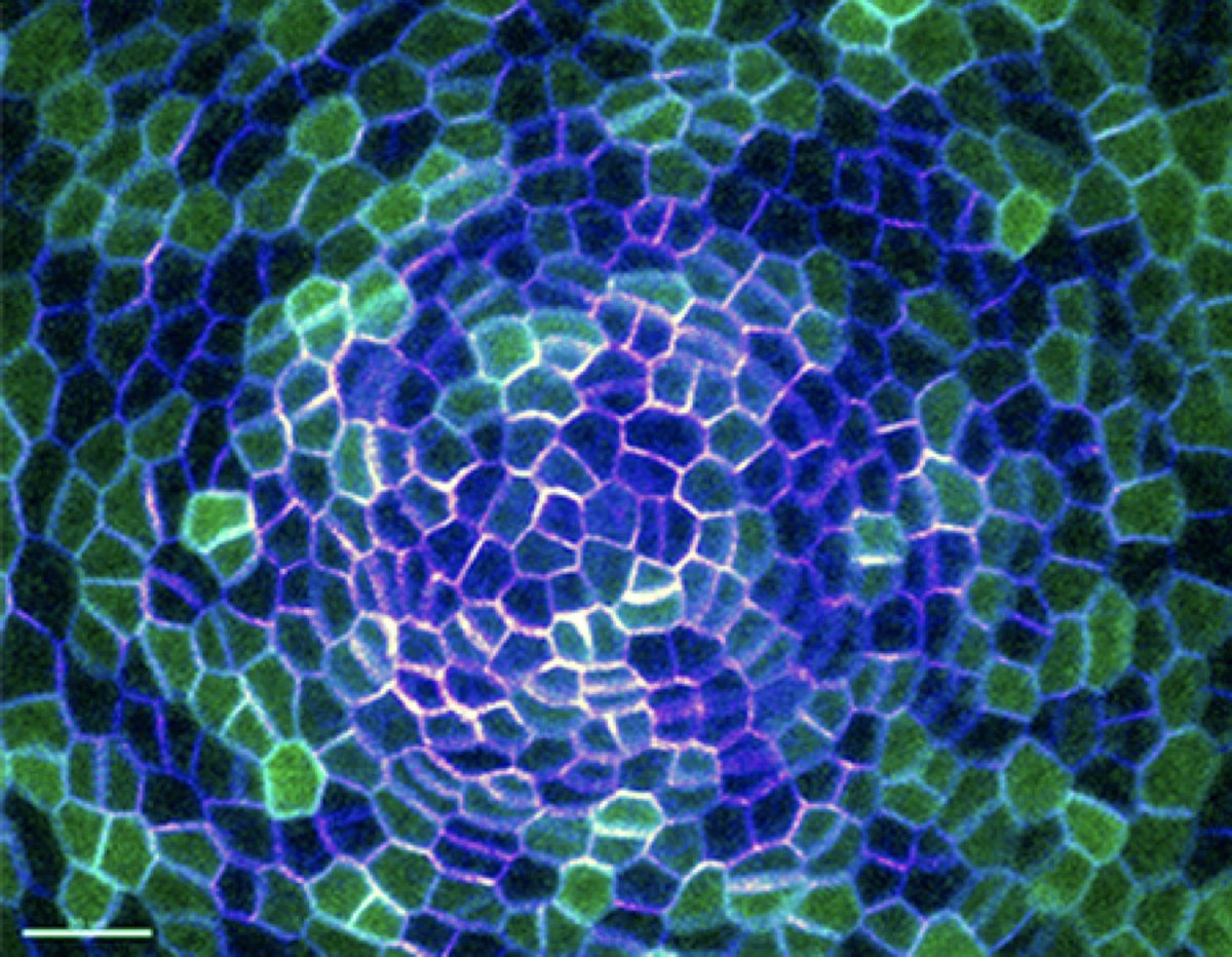 Heisler Lab (@heisler_lab) on Twitter photo Up-the-gradient or with the flux? Our latest salvo. Well done <a href="/kareemvk/">Abdul Kareem</a> and <a href="/neha_bhatia29/">Neha Bhatia</a>. Comments welcome.
biorxiv.org/content/10.110… Up-the-gradient or with the flux? Our latest salvo. Well done <a href="/kareemvk/">Abdul Kareem</a> and <a href="/neha_bhatia29/">Neha Bhatia</a>. Comments welcome.
biorxiv.org/content/10.110…