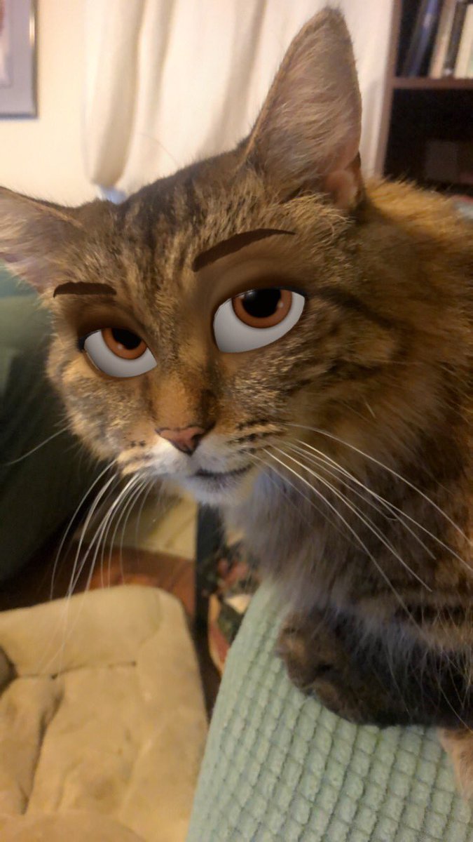 NefariousB123's tweet photo. How ‘bout them Betty Davis eyes? #CatsOfTwitter  #CatsOfTheQuarantine #fattabby https://t.co/6pC8jduI0i