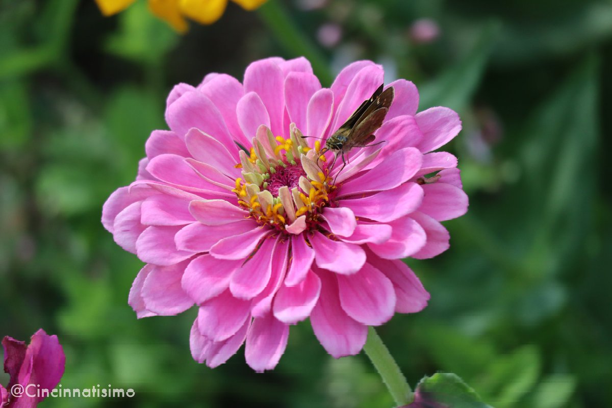 cincinnatisimo's tweet image. 