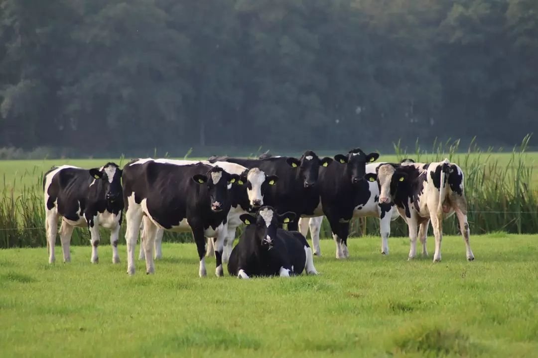 #Koeiemorgen!!! Pubers..... Misschien zegt dat wel genoeg.
Bedankt melktap Zuidveld
#koeblijboerblij #pubers #verder #niets #meer #aan #toe #te #voegen 😁 #melknatuurlijk #MelkIsGoedVoorElk #ikbenbio #tof