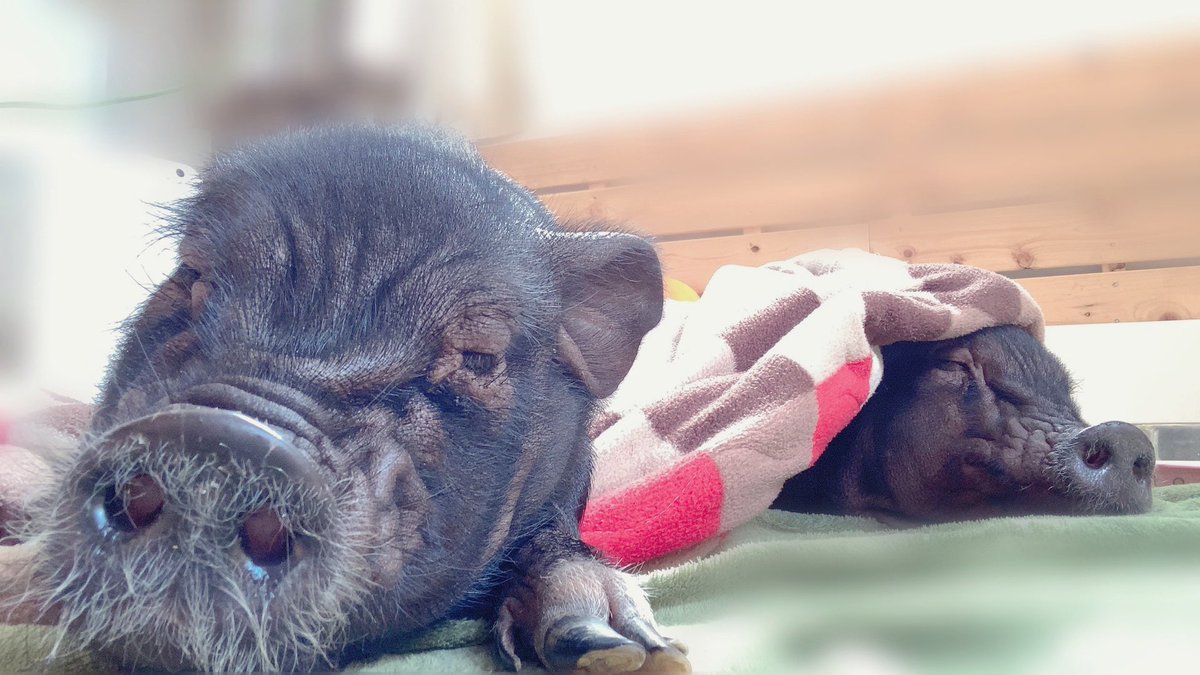 WuFu_0224's tweet photo. 🐽💤
#マイクロブタ #WuFu #おひげ今度切らねばネ https://t.co/zNvwTKqzP4