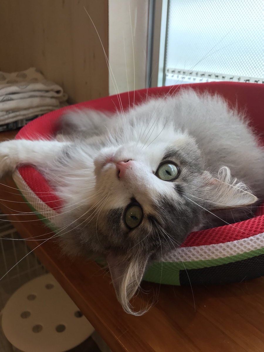たんご 京都西院 猫カフェタンゴ ご予約できます 土日は12 00オープン たんご 京都西院 猫カフェタンゴ ご予約できます 土日は12 00オープン