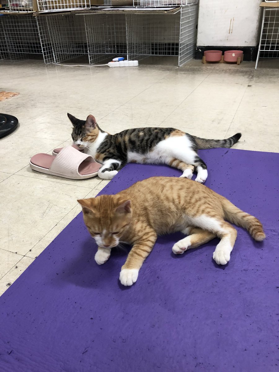 왕크왕귀도 귀엽지만 쟉고 소듕한 사랑도 있죠. 콩알만한 껌딱지인 딱지를 평생 품어주실 분... 간절히 바랍니다. 어서 나타나주세요🙏🏻 #태평이...