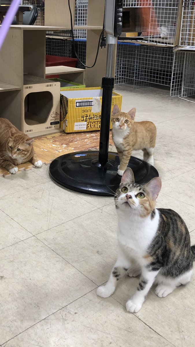 왕크왕귀도 귀엽지만 쟉고 소듕한 사랑도 있죠. 콩알만한 껌딱지인 딱지를 평생 품어주실 분... 간절히 바랍니다. 어서 나타나주세요🙏🏻 #태평이...