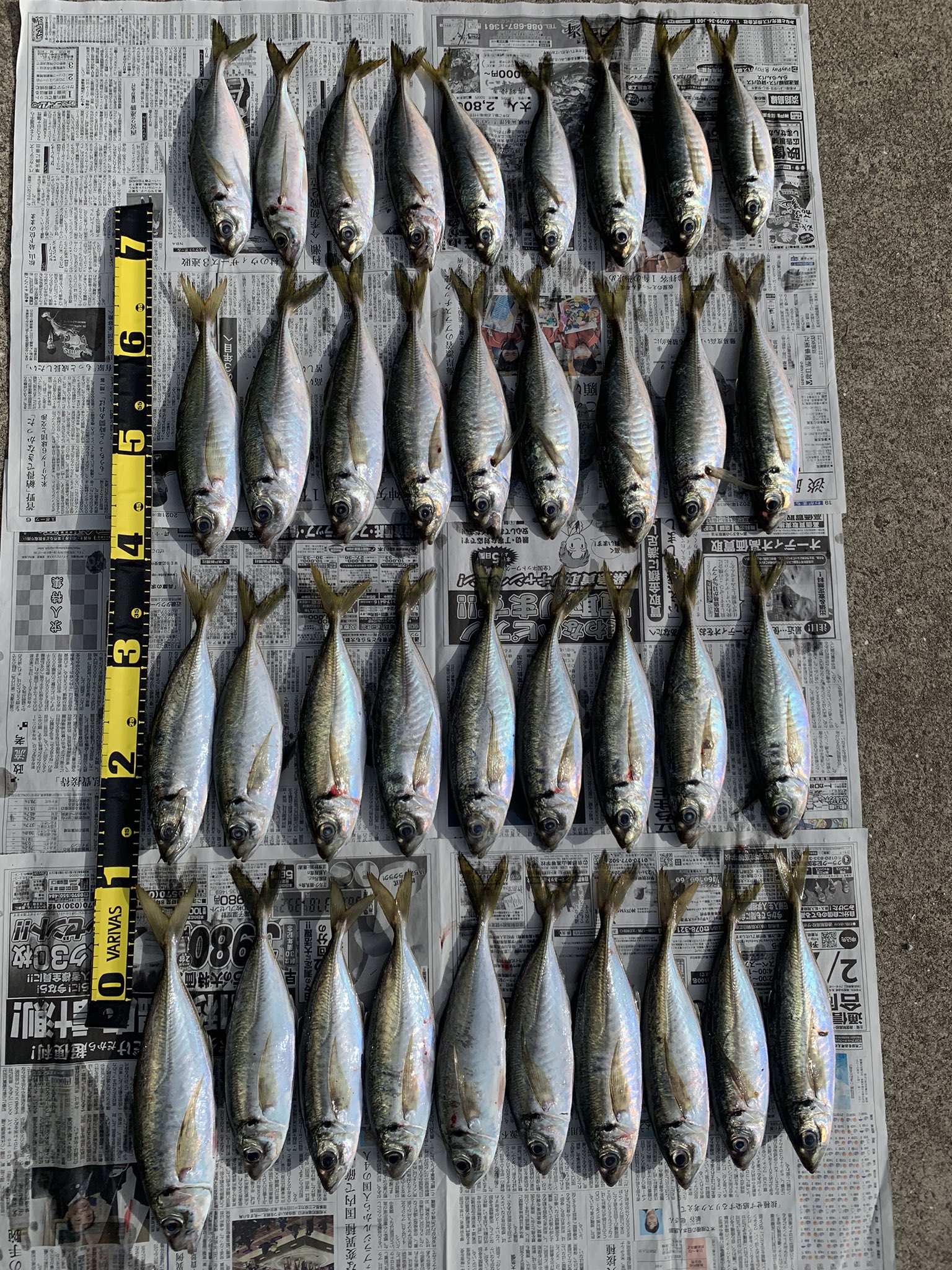 Tsumi フロートアジング 21年9月28日 場所 淡路島 時間 夕マヅメ 釣りを超えて漁のレベル笑 ジグ単 アジング 尺アジ 淡路島釣り メバリング 大阪湾釣り 釣り好きな人と繋がりたい 淡路島アジング 大阪湾アジング T Co W0ebu4acr5