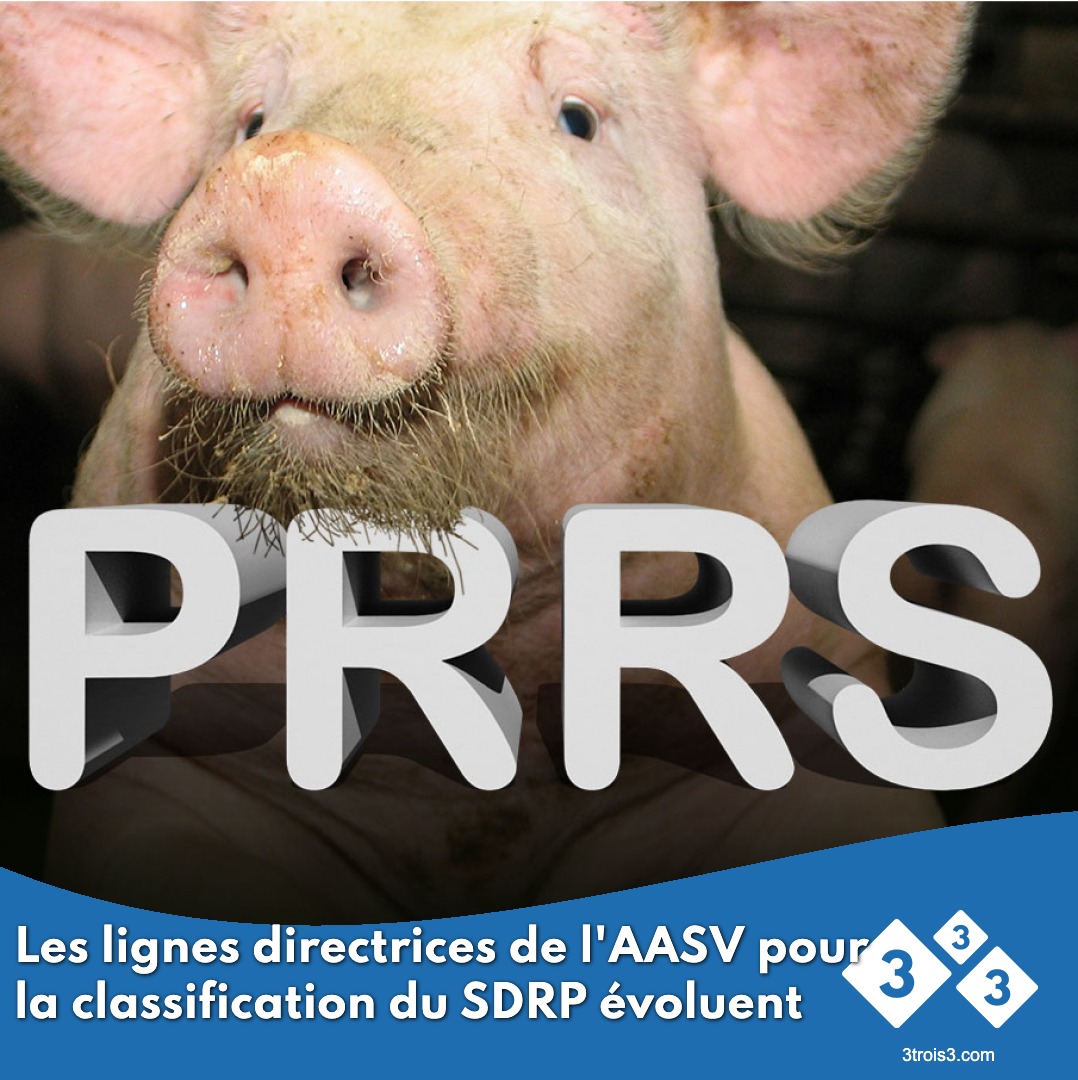 3trois3's tweet photo. Nous passons en revue les dernières directives de l'Association américaine des vétérinaires porcins (AASV), qui ajoutent de nouvelles techniques de surveillance et élargissent et modifient les catégories.

#3trois3 PRRS #AASV
 https://t.co/vGDAw2mN0A https://t.co/2cFprx1Dh9