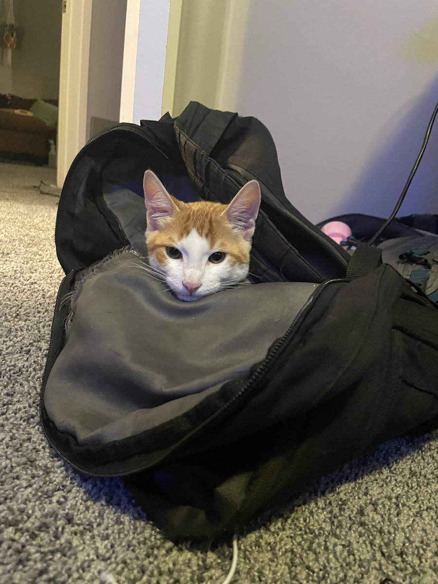 SheeeshSimon's tweet photo. Official Gibby Thread 🐈 https://t.co/96QT0QtJjP