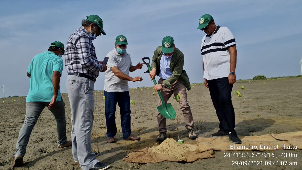 aminattock's tweet photo. A pleasure to be planting #mangroves in the shadow of #WindMills with HE @CTurnerFCDO - #CleanEnergy and #Forests as well as #Pakistan and #UK both #SathSath for #ClimateAction @COP26 @UNFCCC #10BillionTreeTsunami https://t.co/GKT6H9MipL
