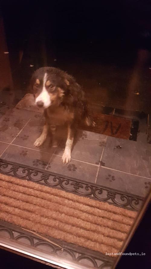 Dog Found Yesterday in Daingean, Co. Offaly lostandfoundpets.ie/3p25q6 via @anipal150