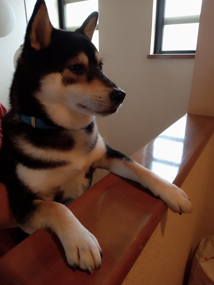 黒柴ren 毎日投稿中 Ren Ren1226 Twitter