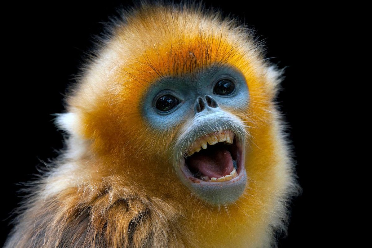 OffChainMonkey's tweet photo. #offthechainmonkey
Golden Snub-nose #NFT Monkey an
endangered primate.
#nftart #monkeys #China https://t.co/7fTZjVDzqC