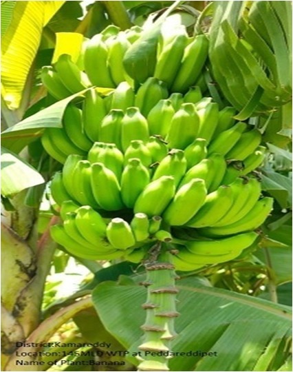 Mission Bhagiratha Official tweet media