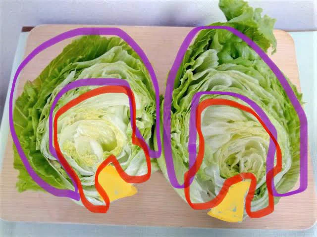 @nicomokomint わっ・・・・わかります！！！
逆パターンだけど！！！
犬だけど！！！
レタスだけど！！！🥬
芯に近い歯触りのある部分が犬🐶
それ以外の葉っぱは人間🧑
葉っぱ部分あげたら口から出すしで
共感しちゃいました 