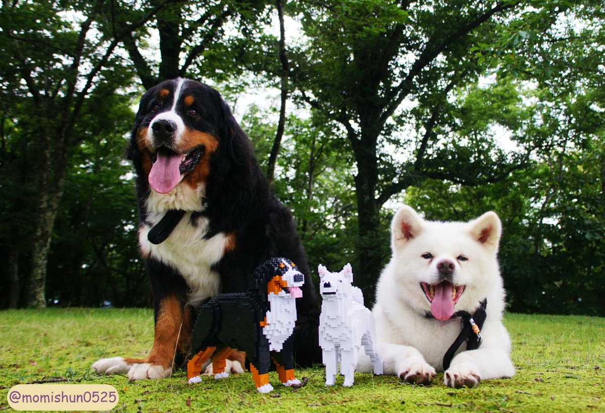 Jekca's tweet photo. 【JEKCA - Building Blocks for Kidults】

It is happy picnic day!
Why don’t we take some family photos!

Thanks @momishun0525 for sharing this family photo!

【Bernese Mountain dog @Jekca.com】 
https://t.co/vGwjjPQWkR

【Shiba Inu @Jekca.com】 
https://t.co/n5ghXnVeM9 https://t.co/g08laVA8MM