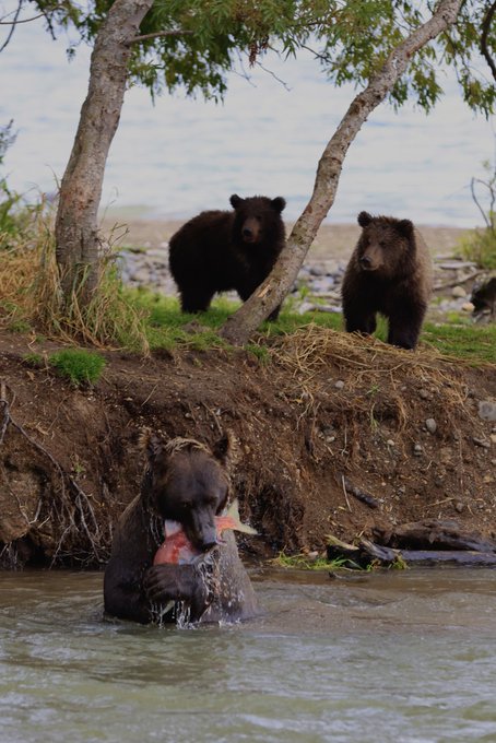 Hello everyone &hearts;️I was on Kamchatka trip that&rsquo;s why wasn&rsquo;t active here. It was a magical trip full of<a href="/tag/katyaclover"class="tags"><span>#katyaclover</span></a>