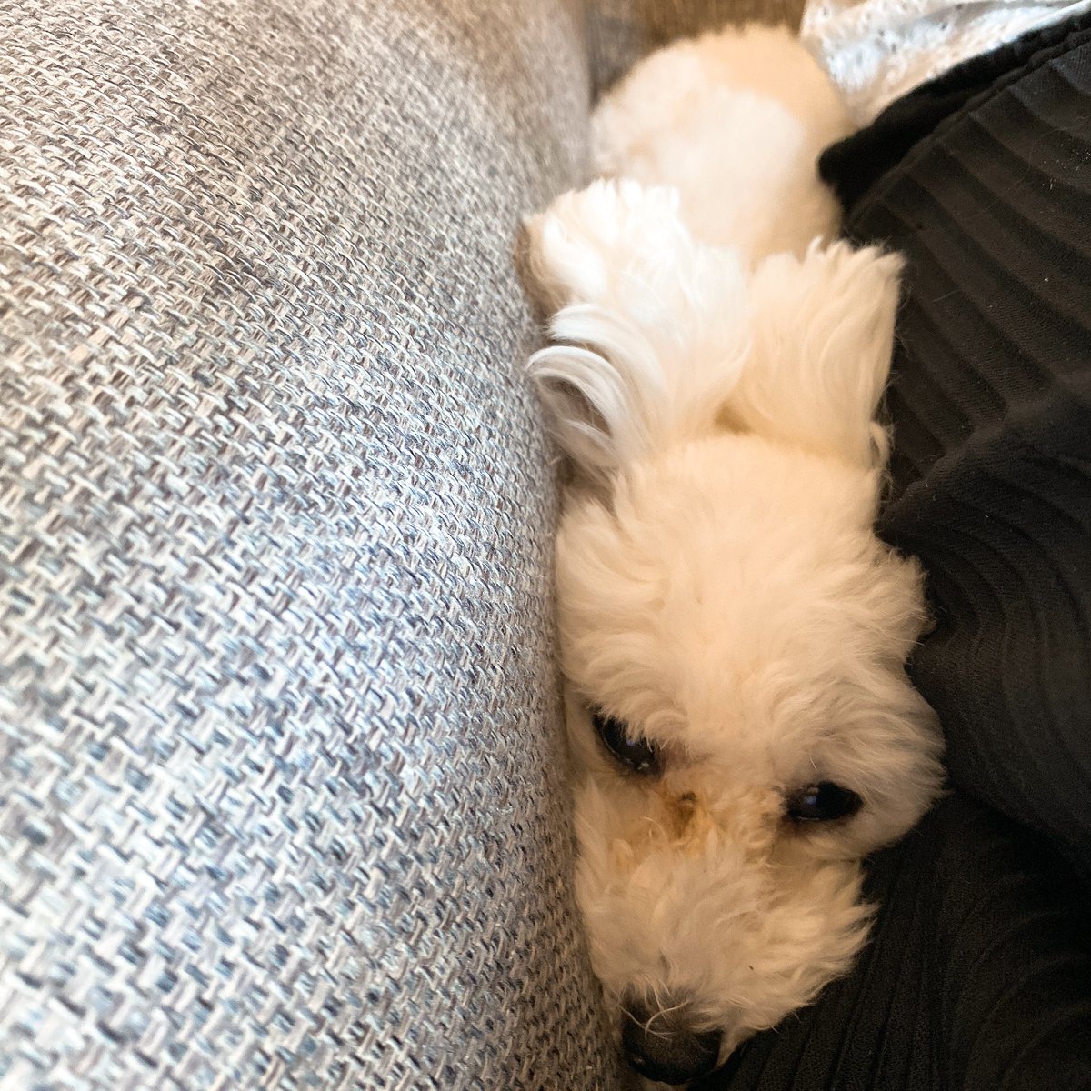 _mepaku_'s tweet photo. 細っっ！

#トイプードル　#小型犬　#犬のいる生活 https://t.co/Cji8CzlVqw