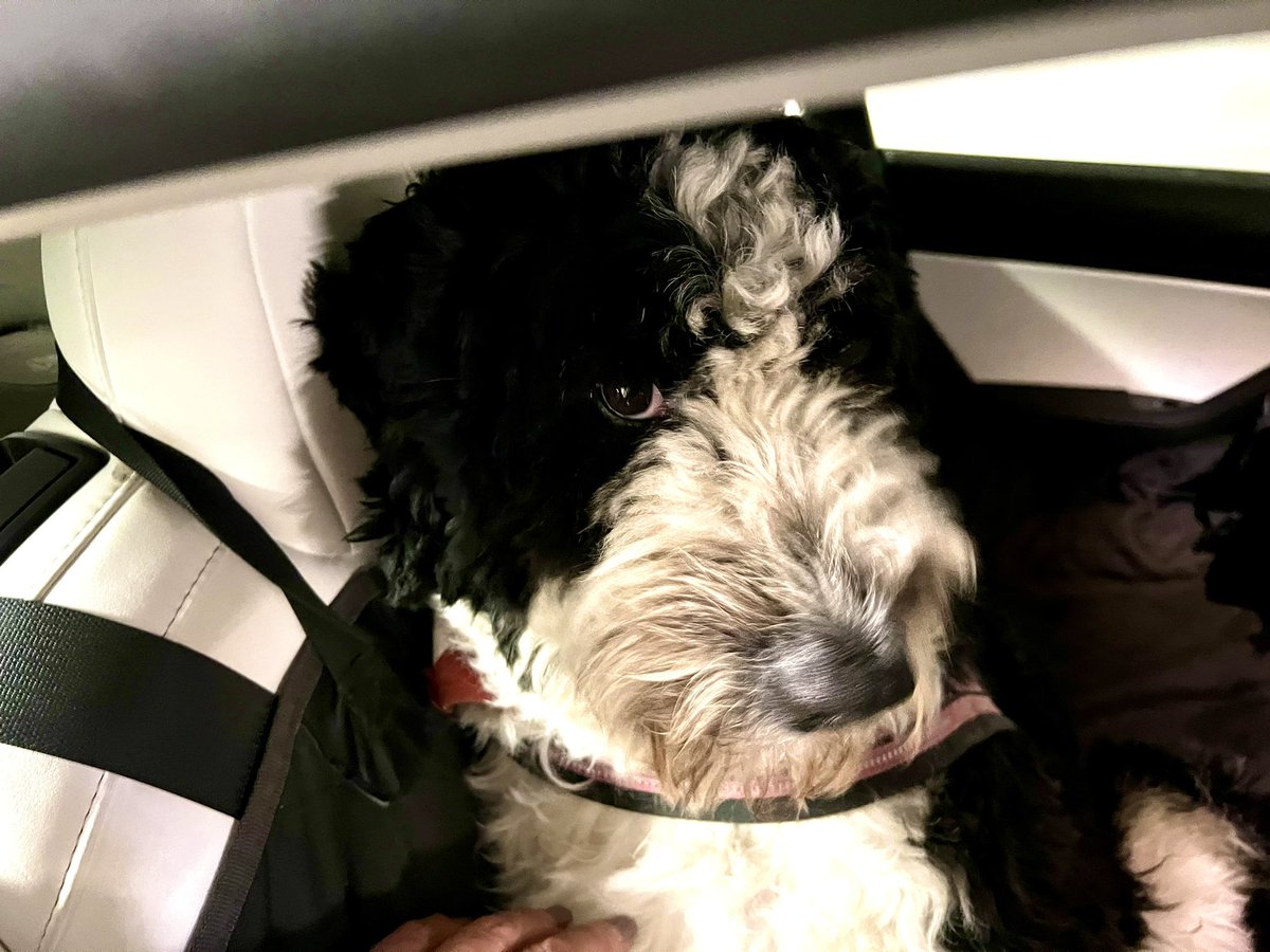 NuovaRealta's tweet photo. I have the same situation every day‼️🤣🐶🤣
#LinusBop loves #DogMode, the drivers seat, and never wants to leave the car‼️ https://t.co/NG1XSgDbV6