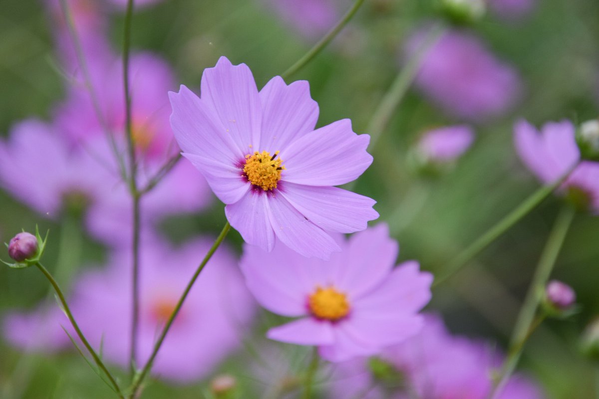 コスモス
