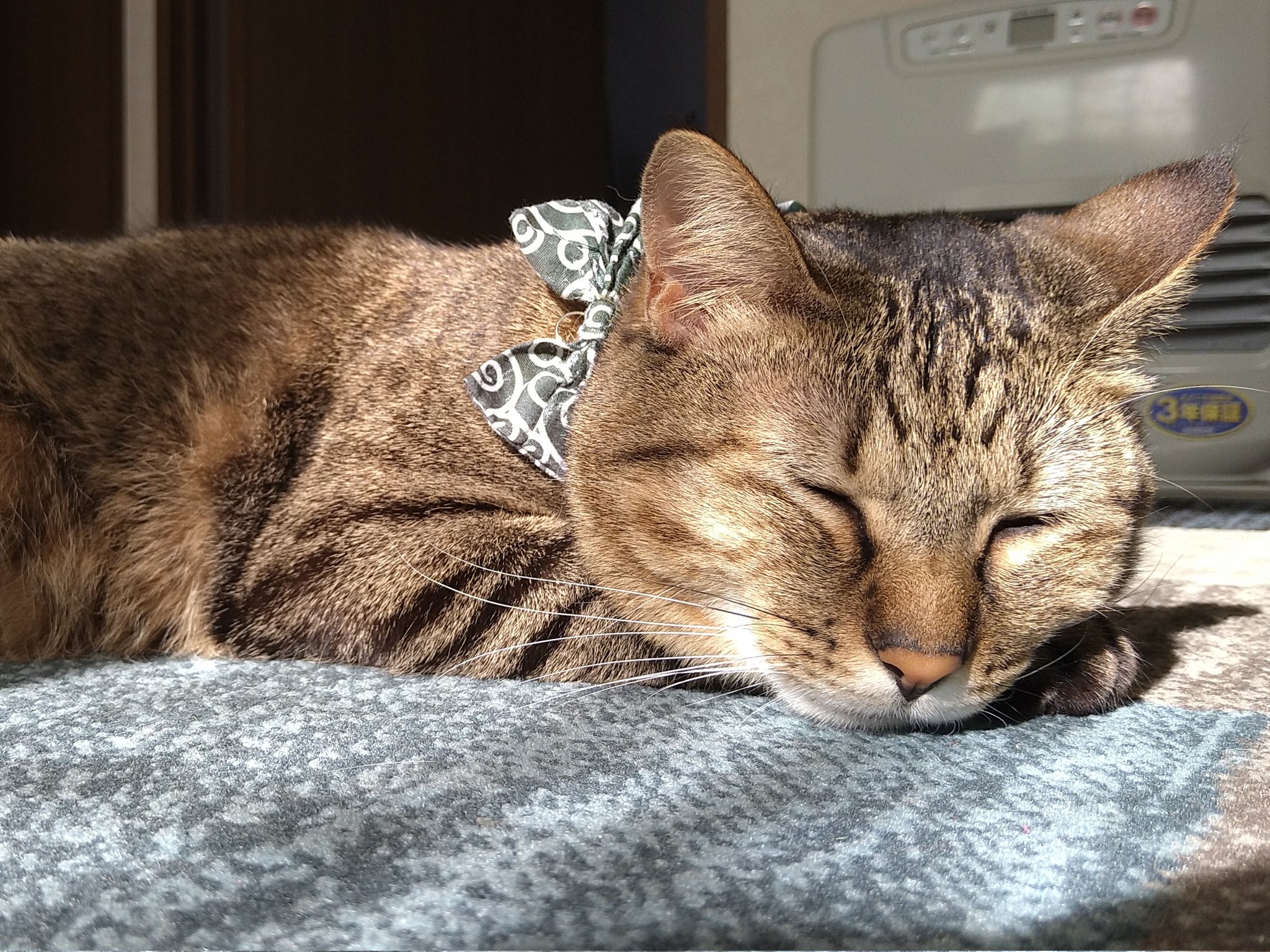 うちの猫が可愛すぎる Twitter Search Twitter
