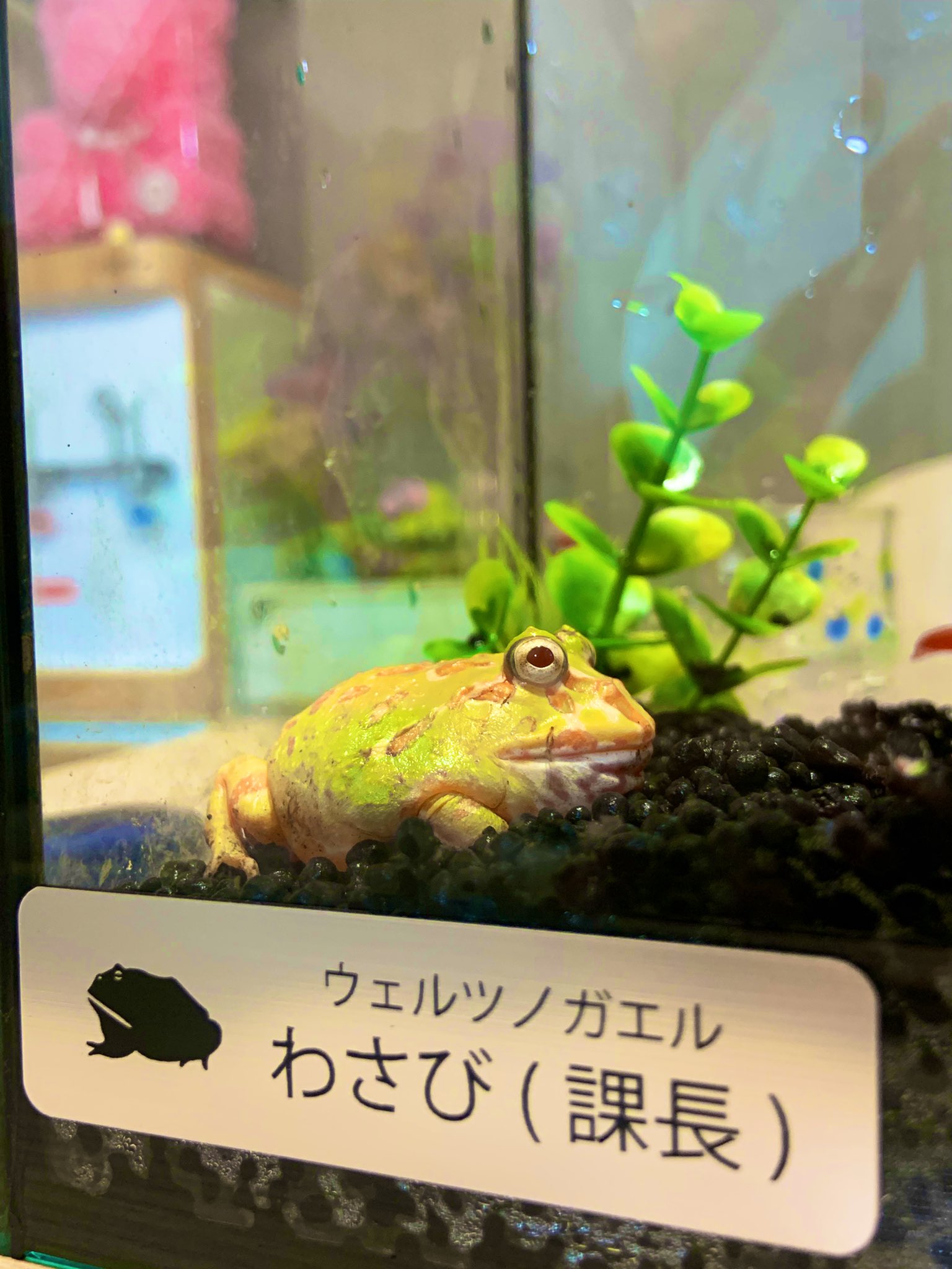 ウェルツノガエル Twitter Search Twitter