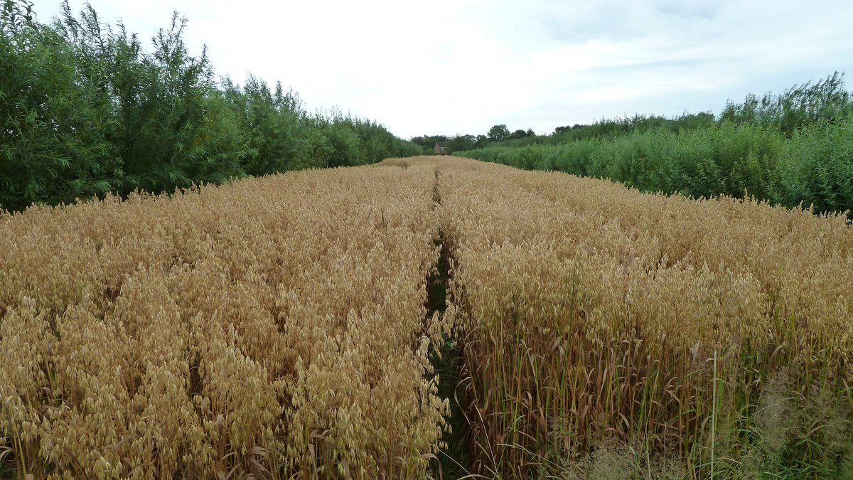 OrgResCent's tweet photo. As we strive to take greater control of our research agenda and supporting our #organicfarming #agroecology knowledge exchange programme, we are excited to tell you about #farmingwithtrees...🌳🐑 https://t.co/pFal9x1ADb