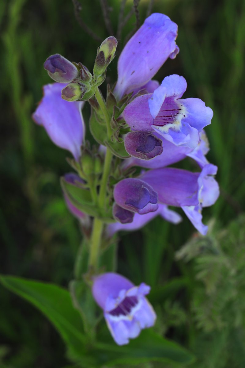 Celebrating the 16th conservation anniversary of Blue Heron Prairie in Riley County. KLT is grateful to Denise Wyrick and Charlie Griffin for their stewardship of their land. #kansaslandtrust