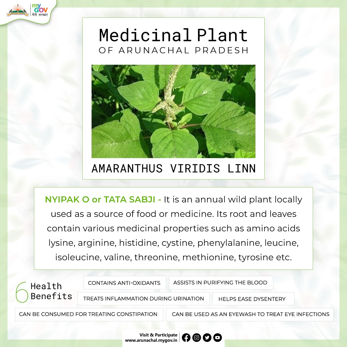 MyGovArunachal's tweet photo. Popularly found in the Himalayan regions of India,Amaranthus Viridis Linn has always been consumed in Arunachal Pradesh since ages. Commonly known as 'Tata Sabji' the plant helps in reducing inflammation, lowering cholesterol, weight loss etc.
#medicinalplants #localherbs https://t.co/Zc03FezrEF
