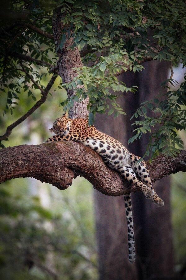 BeautyNature___'s tweet photo. Wildlife.
#NaturePhotography #wildlife https://t.co/iJUoeUDxlU