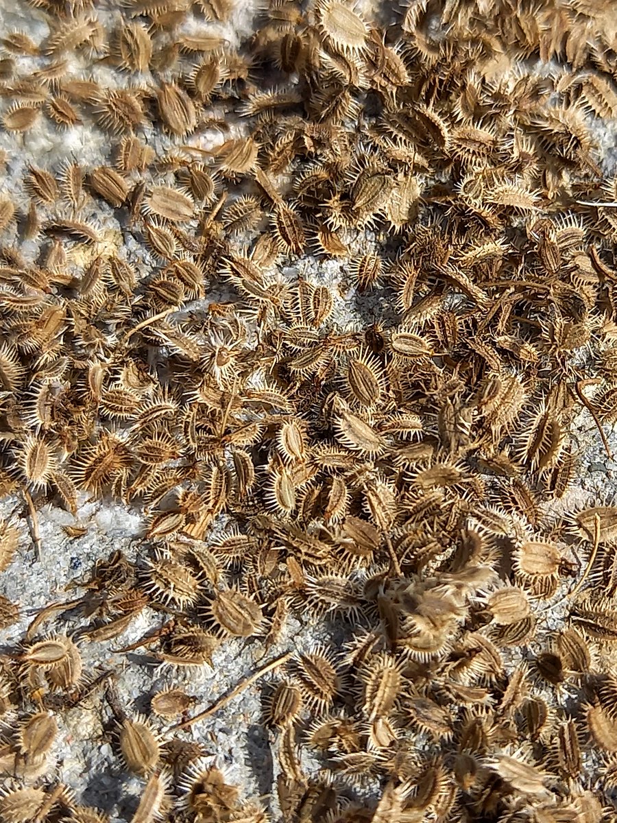 Stadtwurzel's tweet photo. Wilde Möhre, Samen - man könnte, wenn man wollte, die Samen als Gewürz verwenden. Bei mir kommen sie mit anderen Wildsamen in eine "Samenbombe". Wenn ich wieder einen Anflug von Begrünungsrebellion habe, kommen diese zum Einsatz. https://t.co/5yELZYnyDc