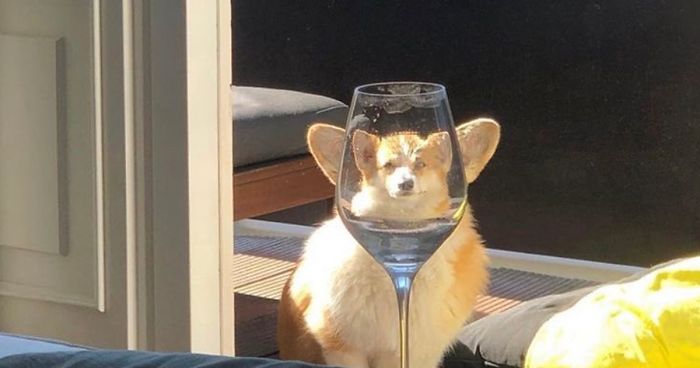 Victor_2_3's tweet photo. 🐶 https://t.co/XFNiUbSt0y