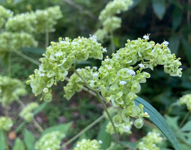 ニッセンカスタマーサポート 写真の花は 男郎花 おとこえし 8月 10月頃に女郎花 おみなえし に似た白い花を咲かせます 名前は女郎花に姿形は似ていますが 茎や葉は女郎花より大きく 男性的な感じがすることが由来なのだとか 花言葉は 慎重