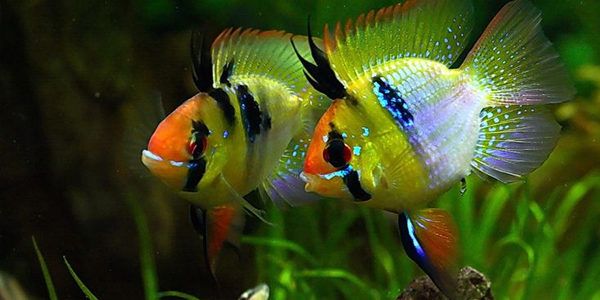 GuideAquarium's tweet photo. The #BlueRamCichlid, also known as German Blue Ram, is a beautiful and peaceful cichlid that is popular among aquarists. Read more https://t.co/BS2jhVMEGl https://t.co/dfJr9fYe5b