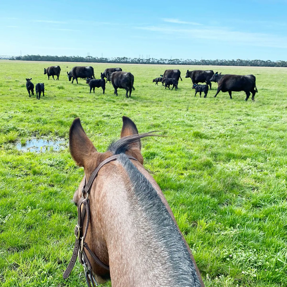 temaniaangus's tweet photo. Lucky to have office views like this!👌
Been blessed with some of the most beautiful, early spring weather here, about to change apparently.⛈
How's the weather where you are in the world? #viewfromtheland #breedingbetterbeef #anguscows #cattle #mustering https://t.co/AX17u2ymzx