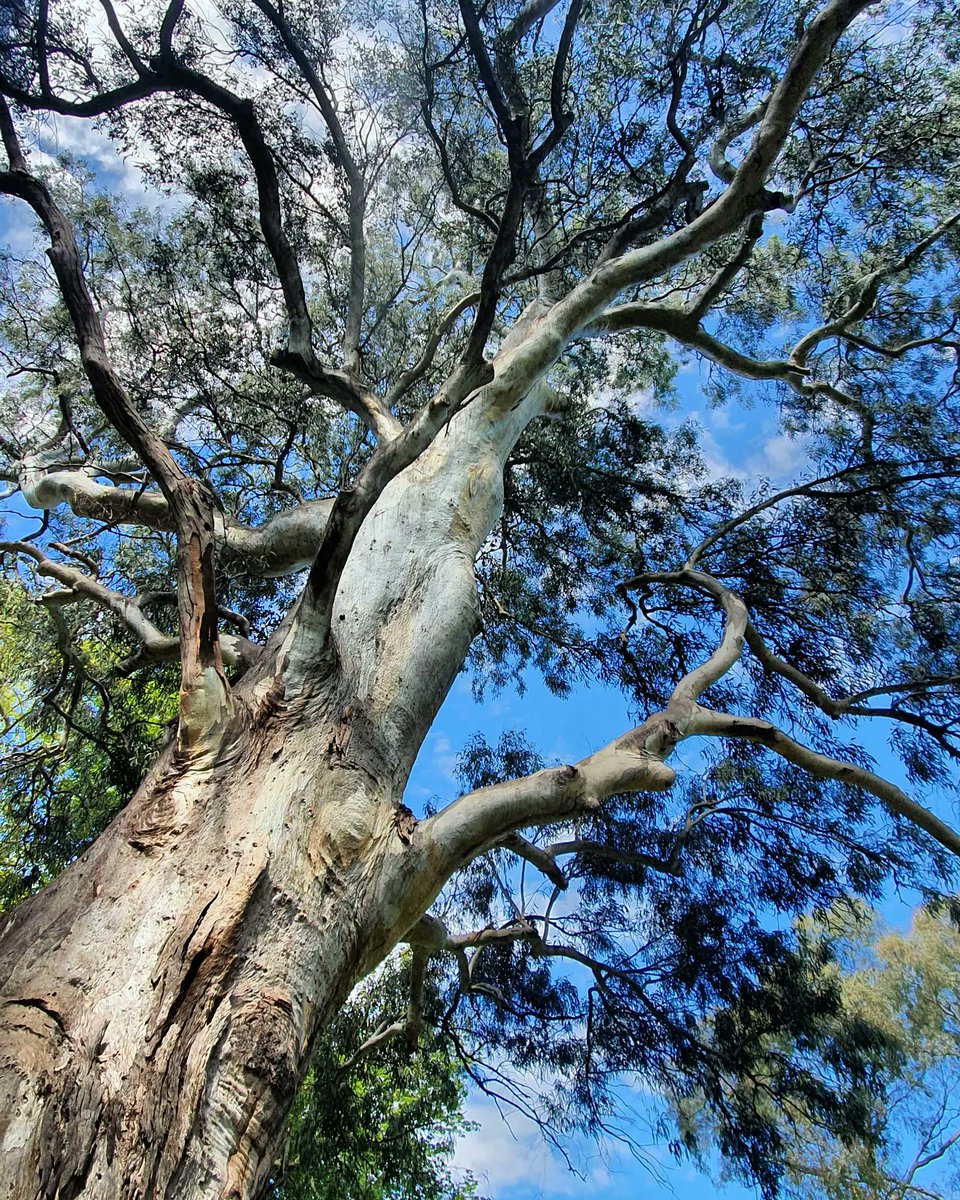 Eucalypt Australia - Archived tweet media